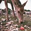 Image result for Deer Eating Apples