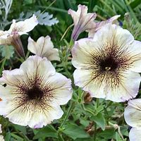 Image result for PETUNIA CAPPUCCINO