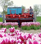 Image result for netherlands tulip fields