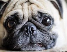 Image result for Dog Doing Puppy Eyes