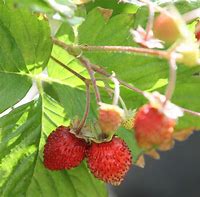 Image result for Fragaria vesca Improved Rügen