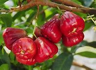 Image result for Wax Apple Fruit Tree