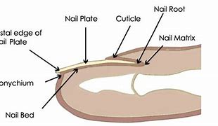Image result for What Is a Nail Plate