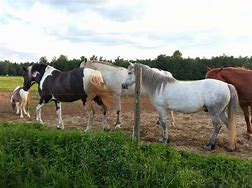 Image result for Scott Dixon Horses