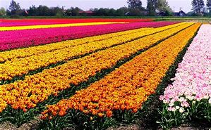 Image result for The Flower Farm NL