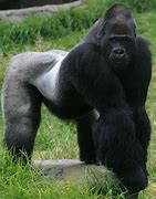 Image result for Elderly Gorilla
