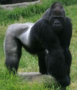 Image result for Big Gorilla at the La Zoo Warren Zevon
