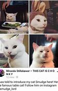 Image result for Photoshopped White Cat Meme