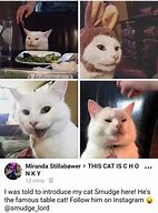 Image result for Stuffed White Cat Meme