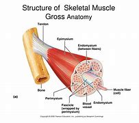 Image result for Gross Anatomy