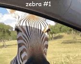 Image result for Zebra Zq511