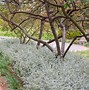 Image result for HELICHRYSUM SILVER