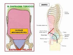 Image result for Musculo Psoas Maior
