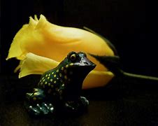 Image result for Frog with Flower Hat