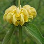 Image result for Phlomis russeliana