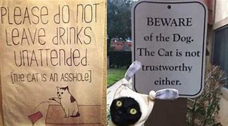 Image result for Beware of Cat Meme
