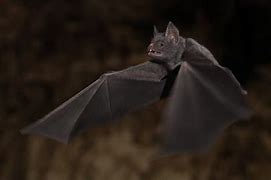 Image result for Vampire Bat Animated