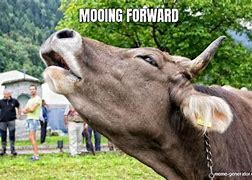 Image result for Cow Mooing Meme