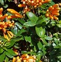 Image result for Orange Trumpet Flower Vine