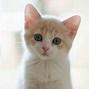 Image result for iPhone 9 Case Cat