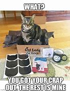 Image result for Cat Shit in a Box Meme