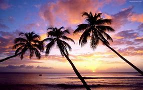 Image result for Beach Photos with Palm Trees