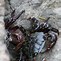 Image result for Shore Crab