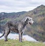 Image result for What Is the Biggest Dog Breed in the World