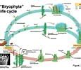 Image result for Sporophyte Life Cycle