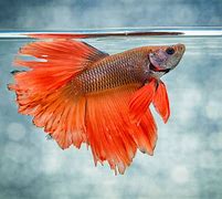 Image result for Fighter Fish