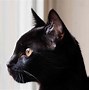 Image result for Best Black Cat Photo
