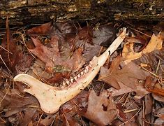 Image result for Deer Jawbone