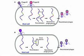 Image result for Phage Recombination