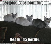 Image result for Siamese Cat Voting Meme