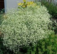 Image result for Euphorbia corollata JS Chique