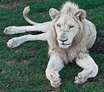 Image result for Teenage Lion