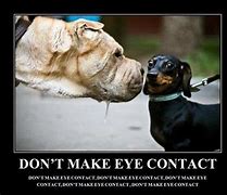 Image result for Eye Contact Funny