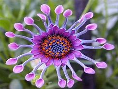 Image result for Rarest Plant in the World