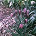 Image result for Fritillaria meleagris