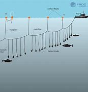 Image result for fish lines