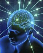 Image result for Meme About the Brain and Lobes