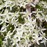 Image result for Clematis Paniculata