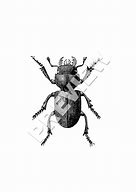 Image result for Insect Art Prints