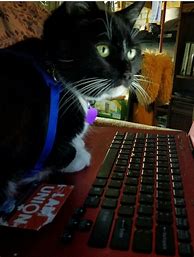Image result for Akna Cat