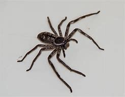 Image result for Huntsman Spider Poisonous