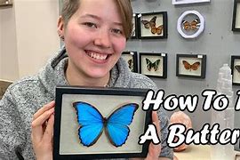 Image result for How to Display a Butterfly