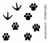 Image result for Animal Tracks for Kids