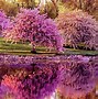 Image result for Spring Flowers and Trees