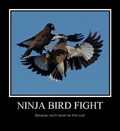 Image result for Ninja Memes