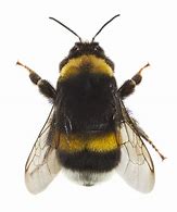 Image result for "bumble-bee"